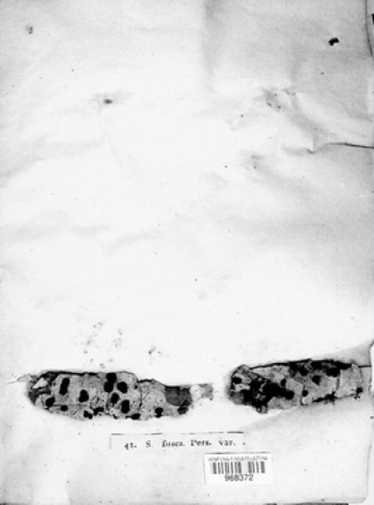Hypoxylon fuscum image
